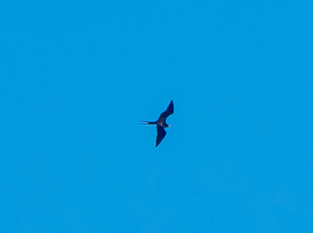 Magnificent Frigatebird - ML632152673