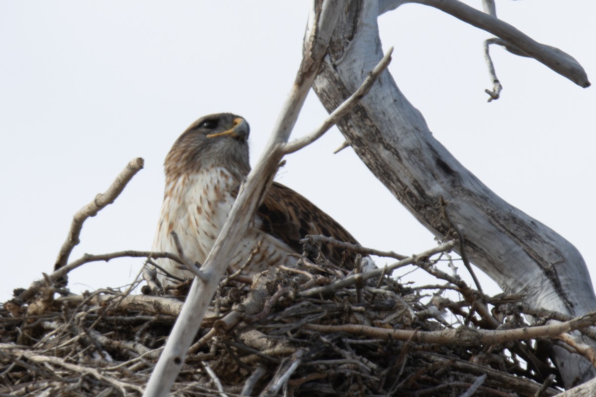 Ferruginous Hawk - ML632152700