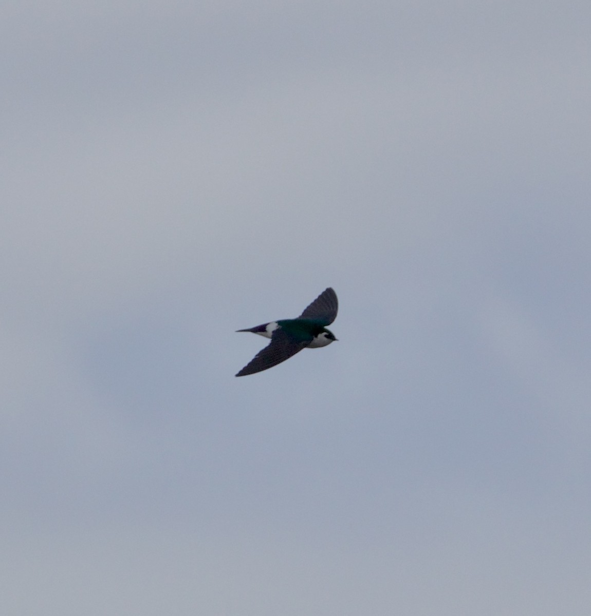 Violet-green Swallow - ML632152733