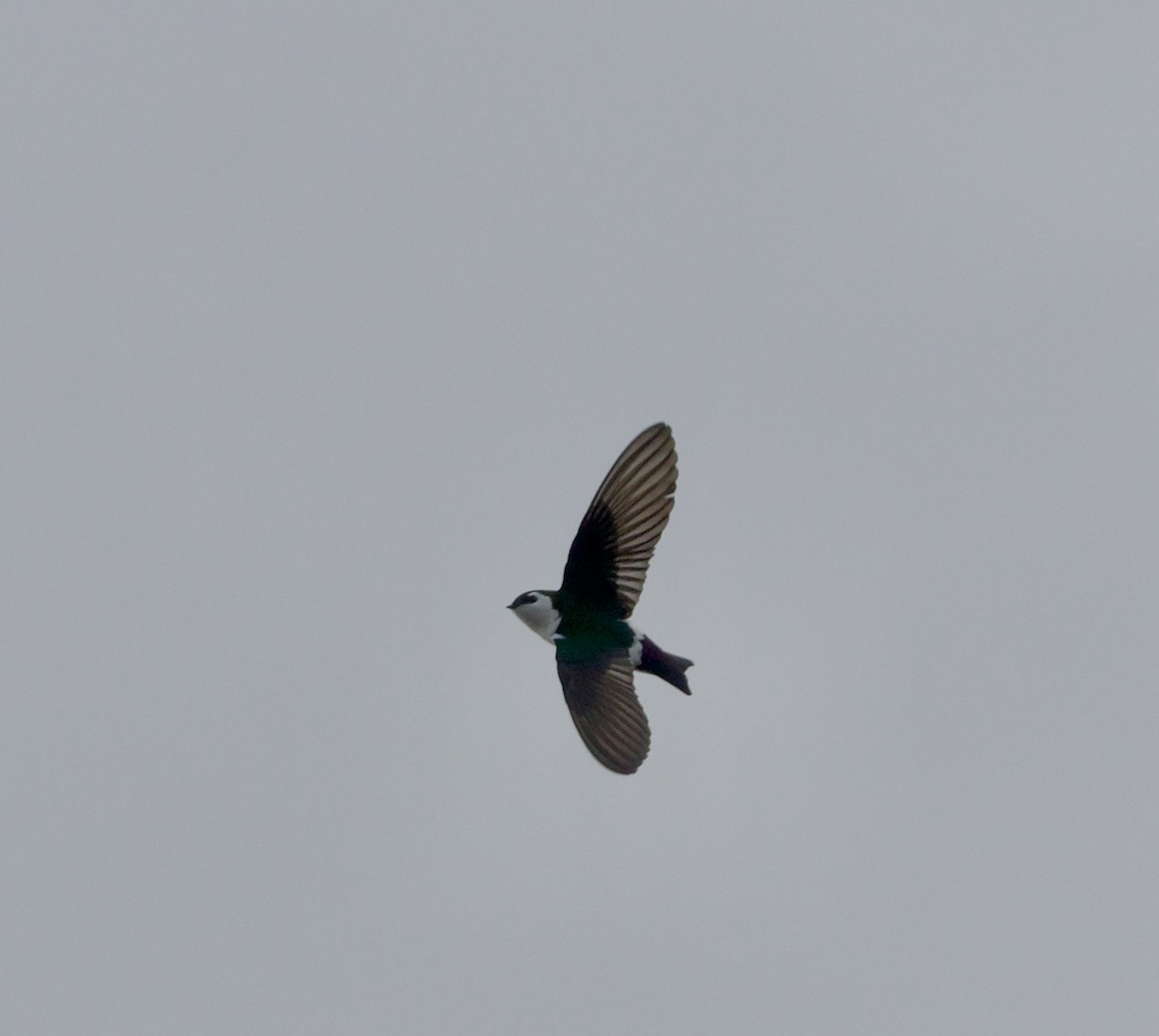 Violet-green Swallow - ML632152734