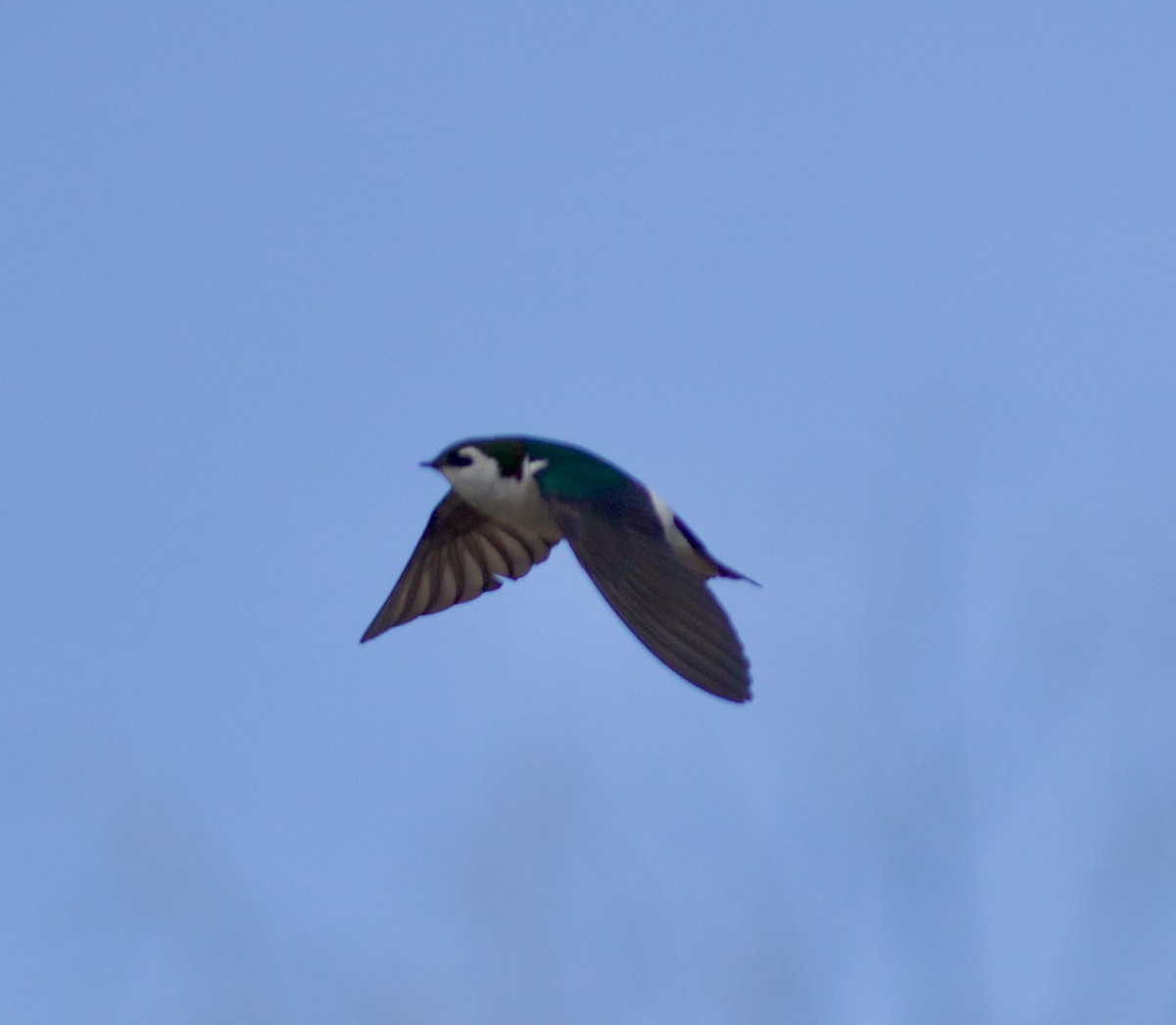Violet-green Swallow - ML632152735