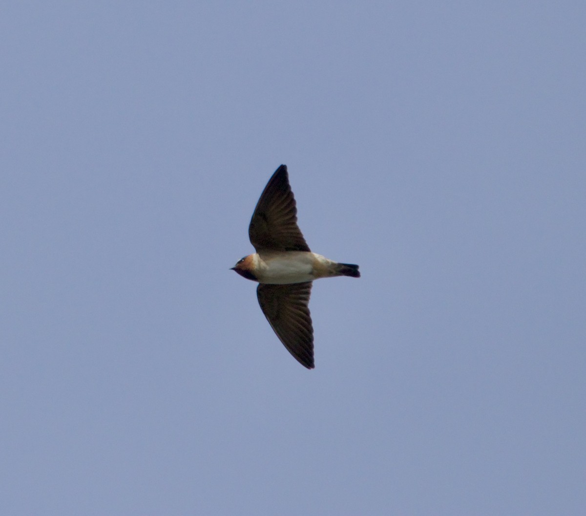 Cliff Swallow - ML632152744