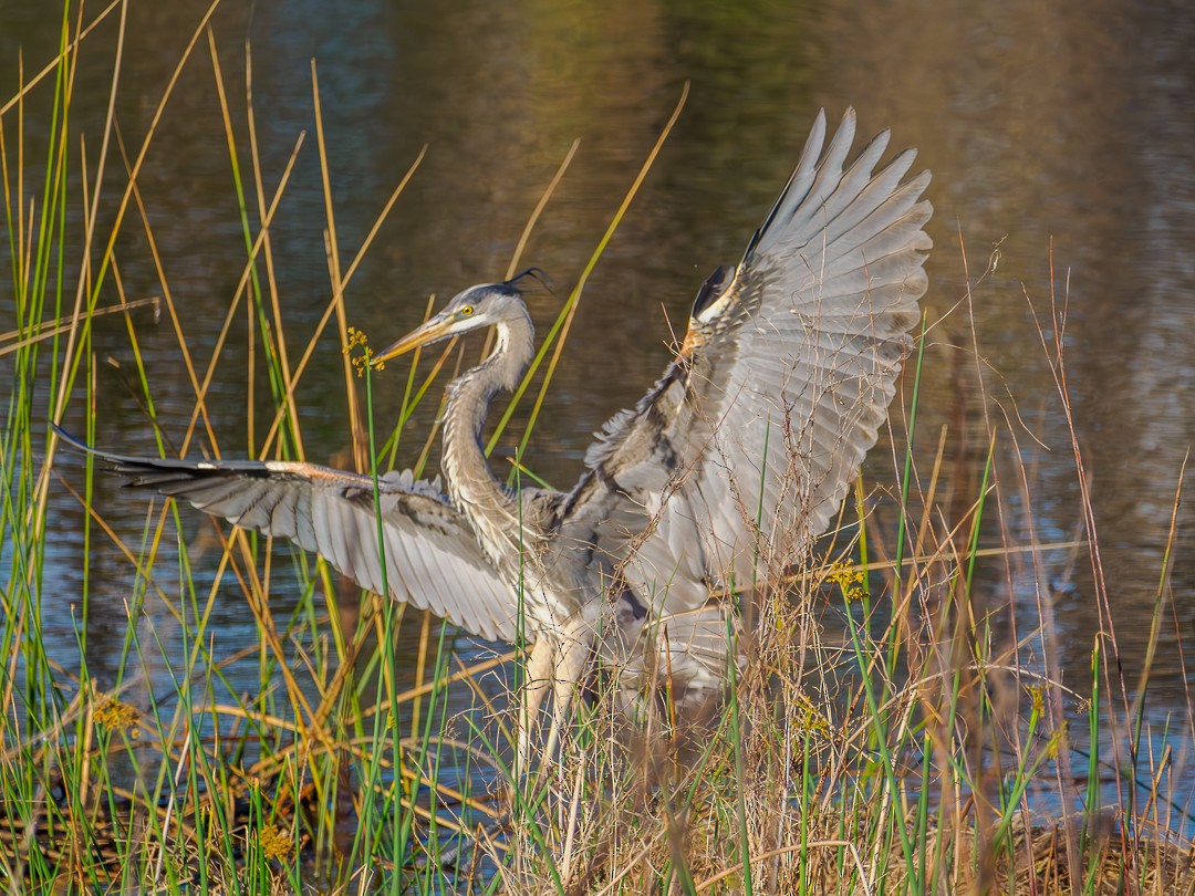 Great Blue Heron - ML632152798