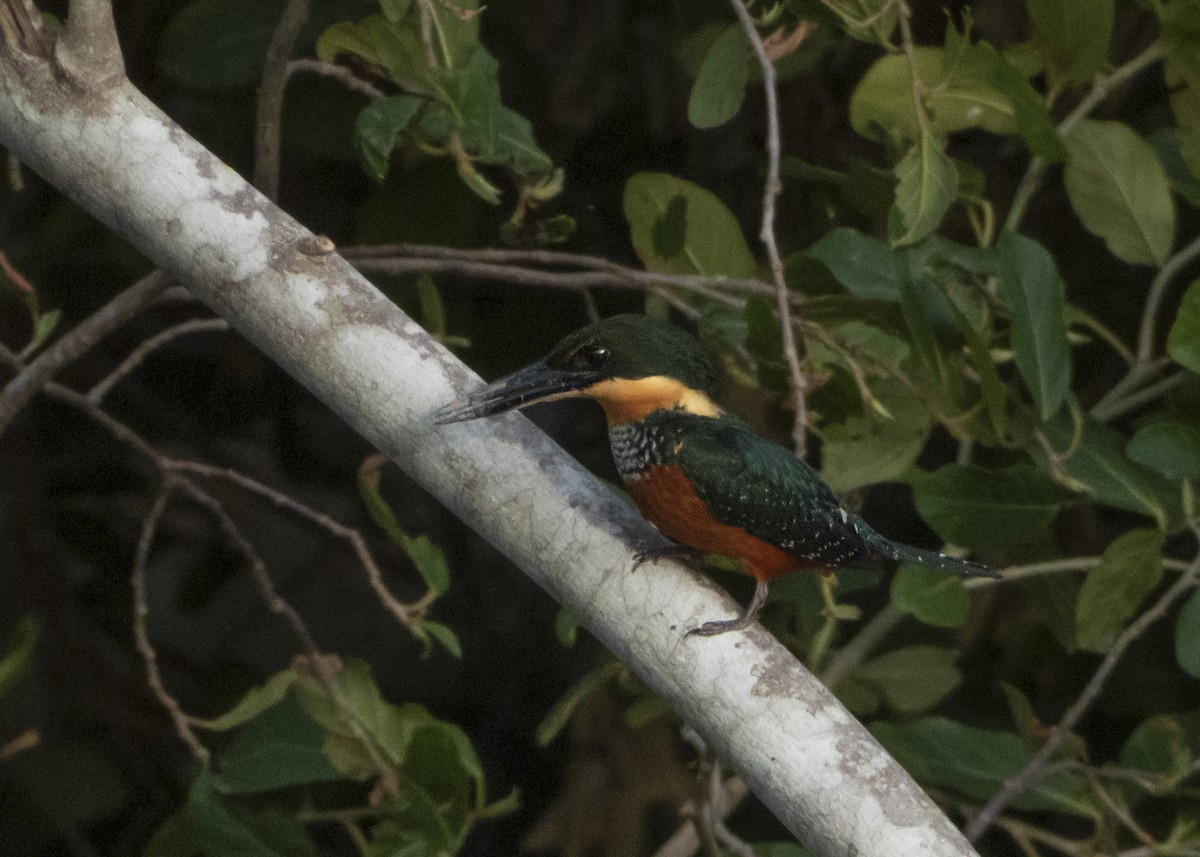 Green-and-rufous Kingfisher - ML632152805