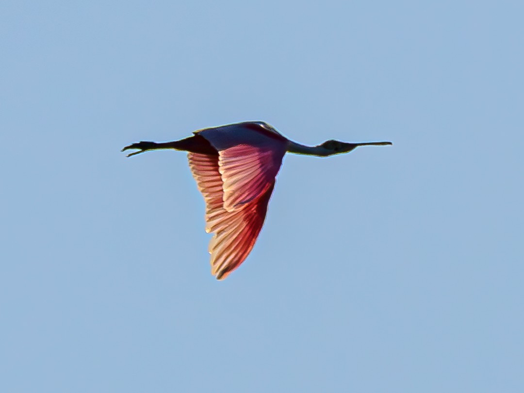 Roseate Spoonbill - ML632152848