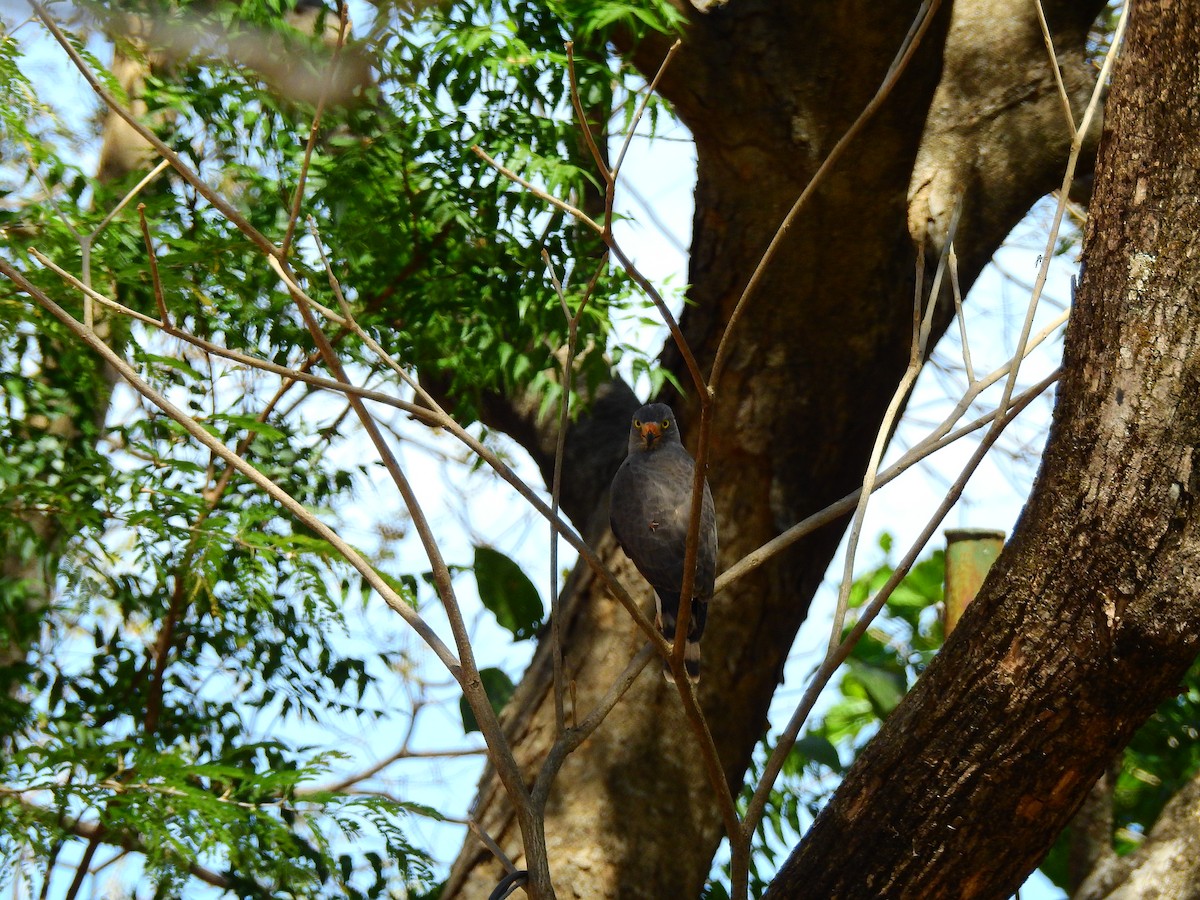 Hook-billed Kite - ML632153183