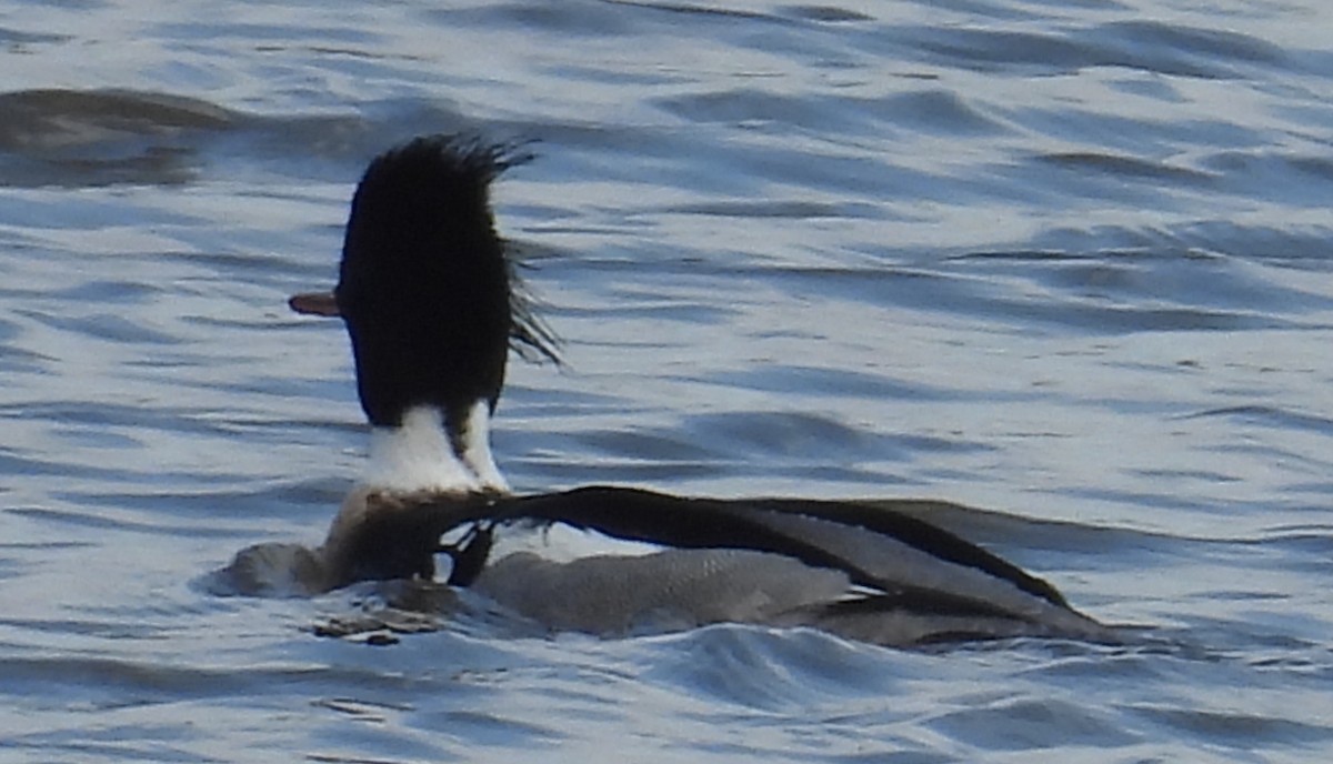 Red-breasted Merganser - ML632153285