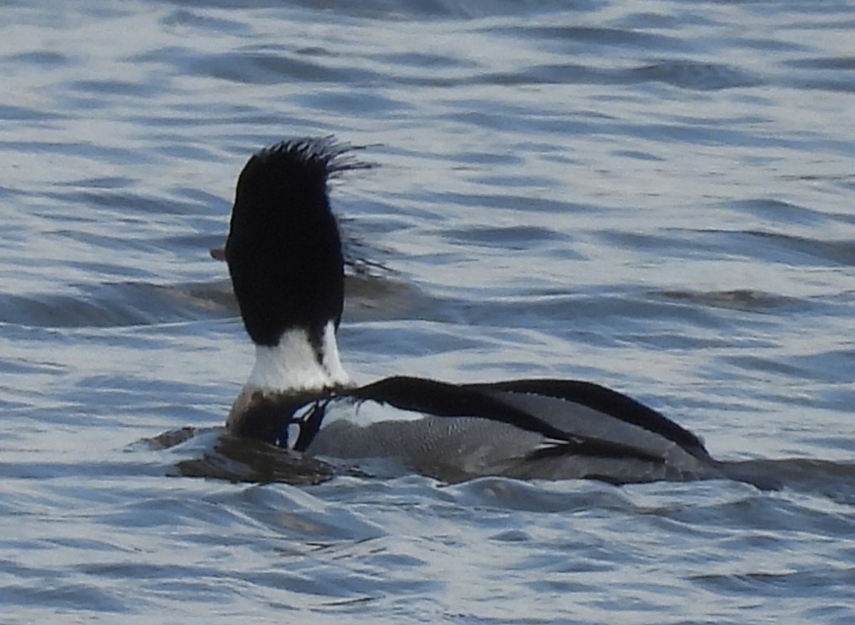Red-breasted Merganser - ML632153286