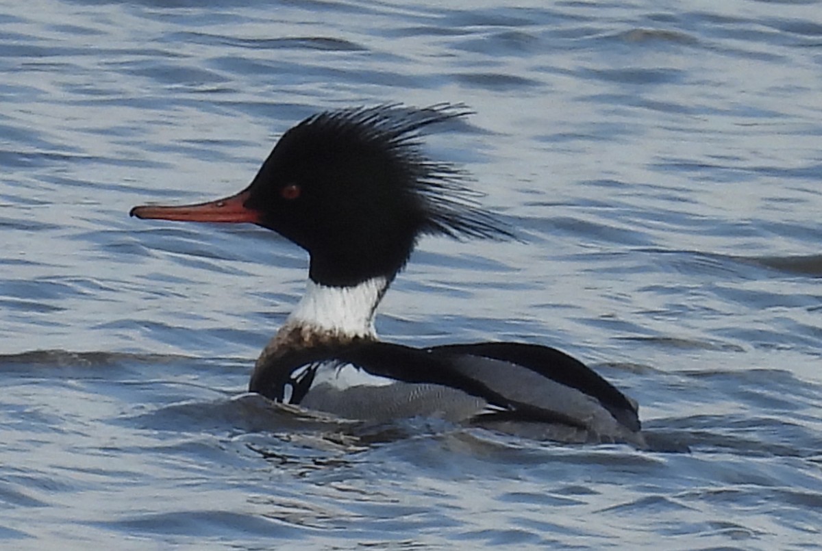 Red-breasted Merganser - ML632153288