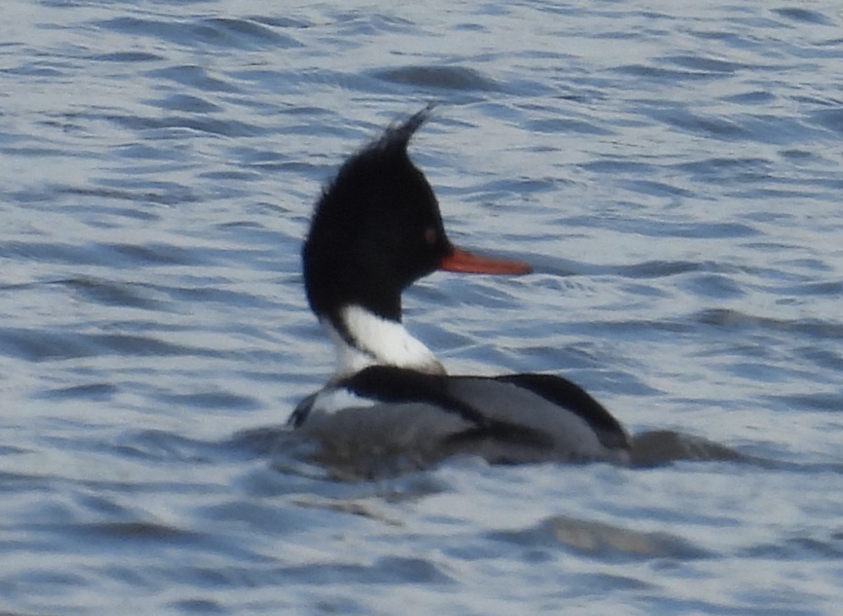 Red-breasted Merganser - ML632153289