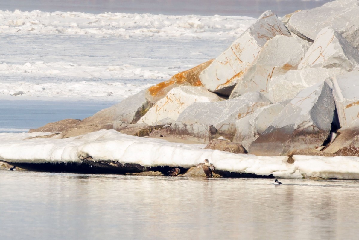 King Eider - ML632153333