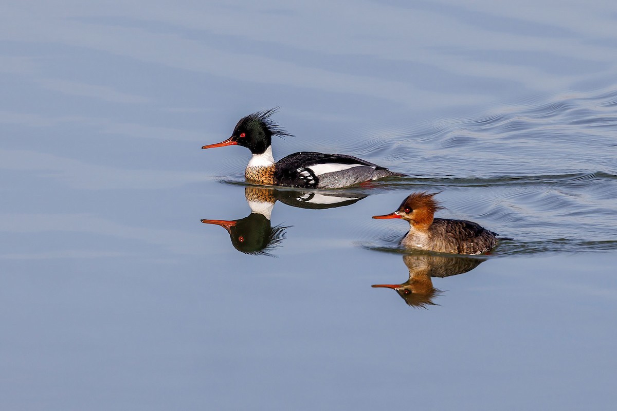 Red-breasted Merganser - ML632153351