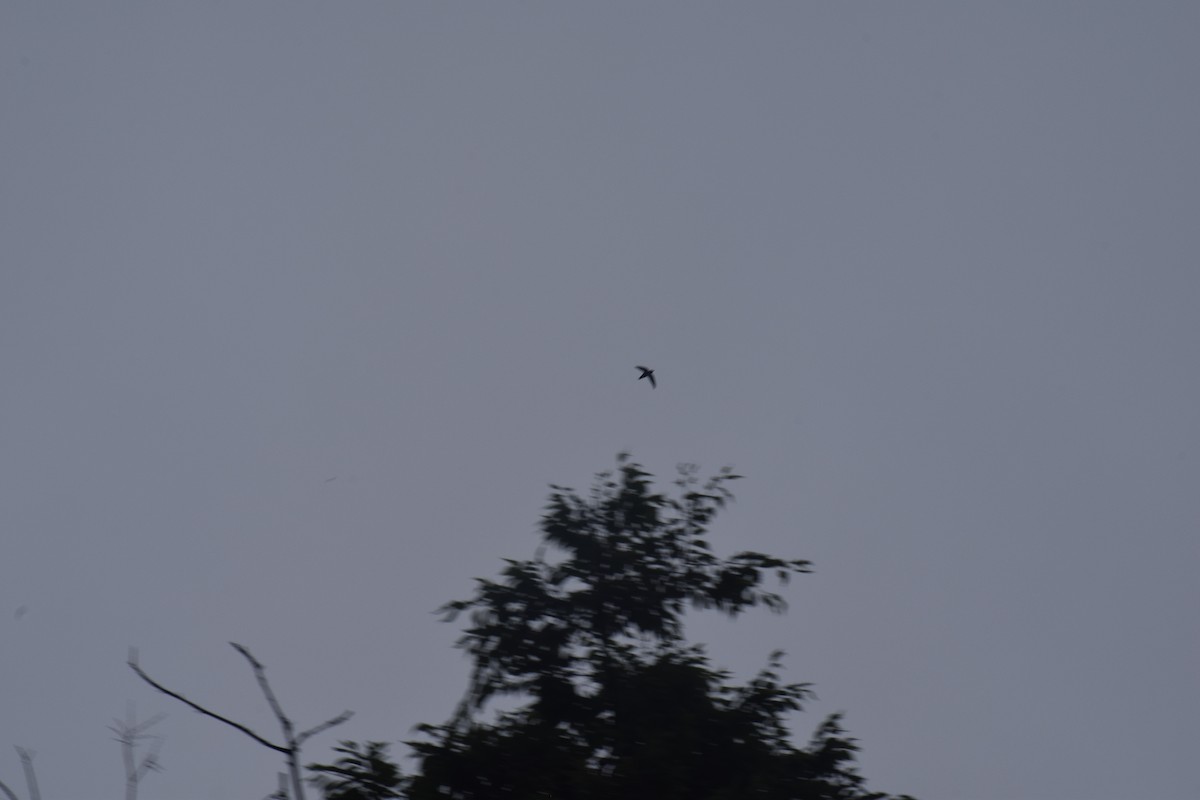 Chimney Swift - ML632153378
