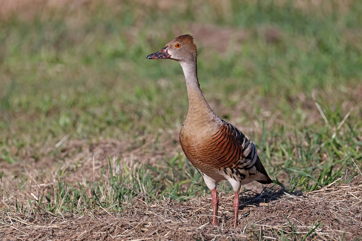 Plumed Whistling-Duck - ML632153567