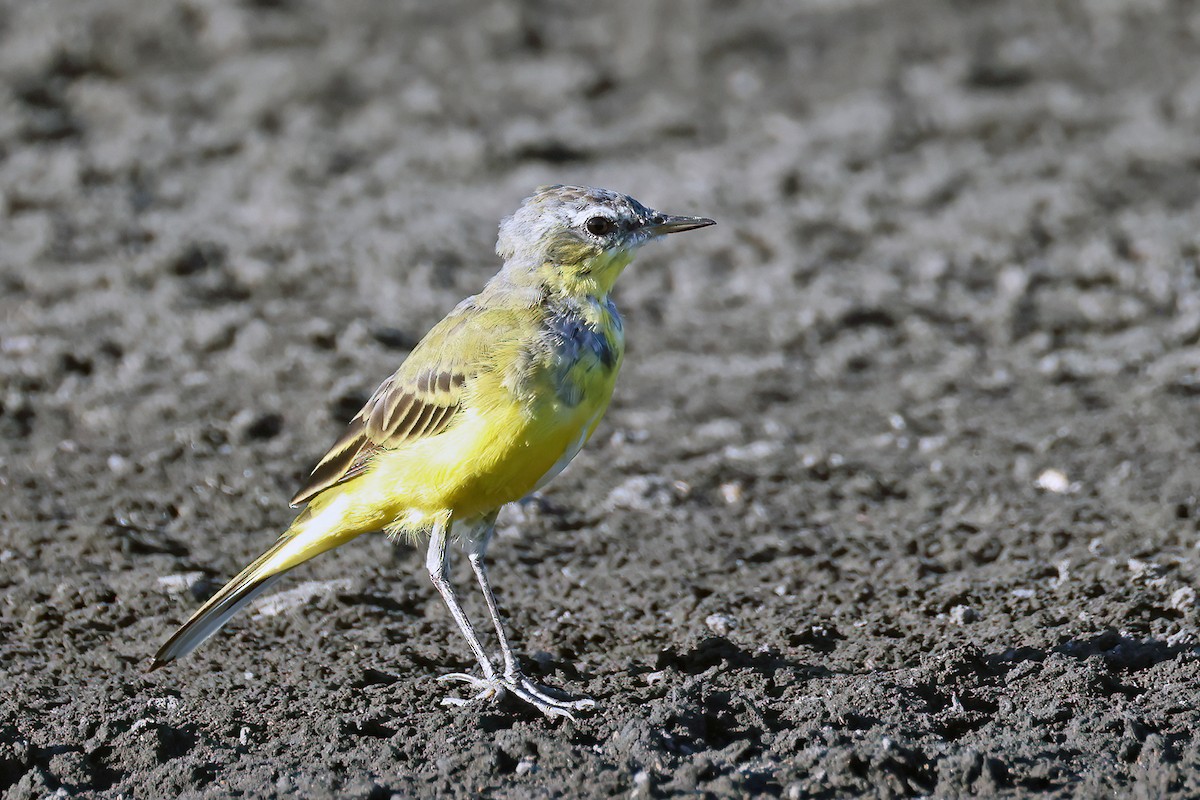 Eastern Yellow Wagtail - ML632153588