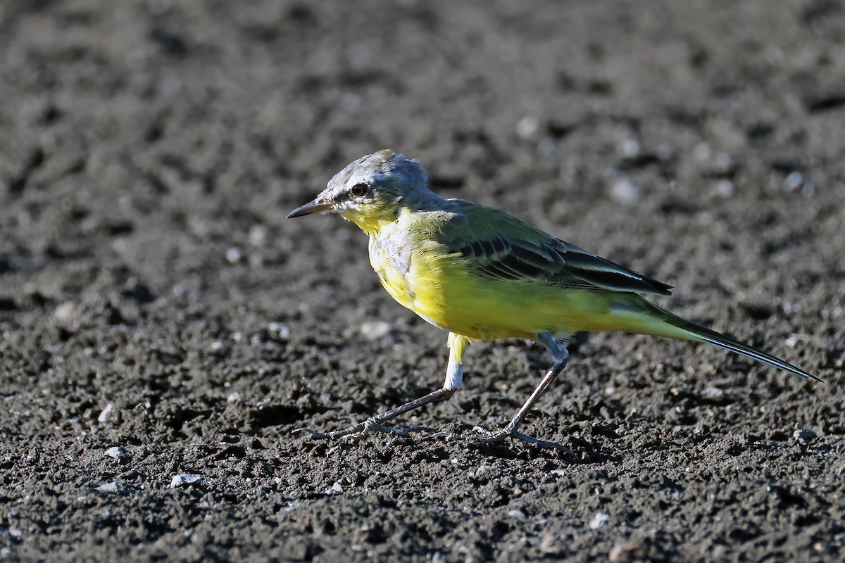 Eastern Yellow Wagtail - ML632153599
