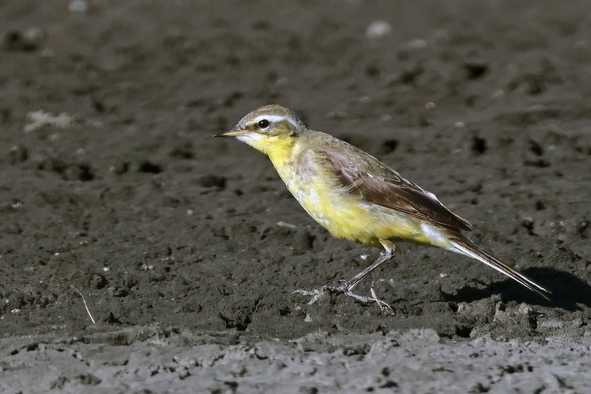Eastern Yellow Wagtail - ML632153617