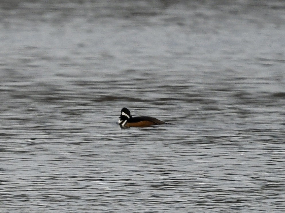 hjelmfiskand - ML632153718
