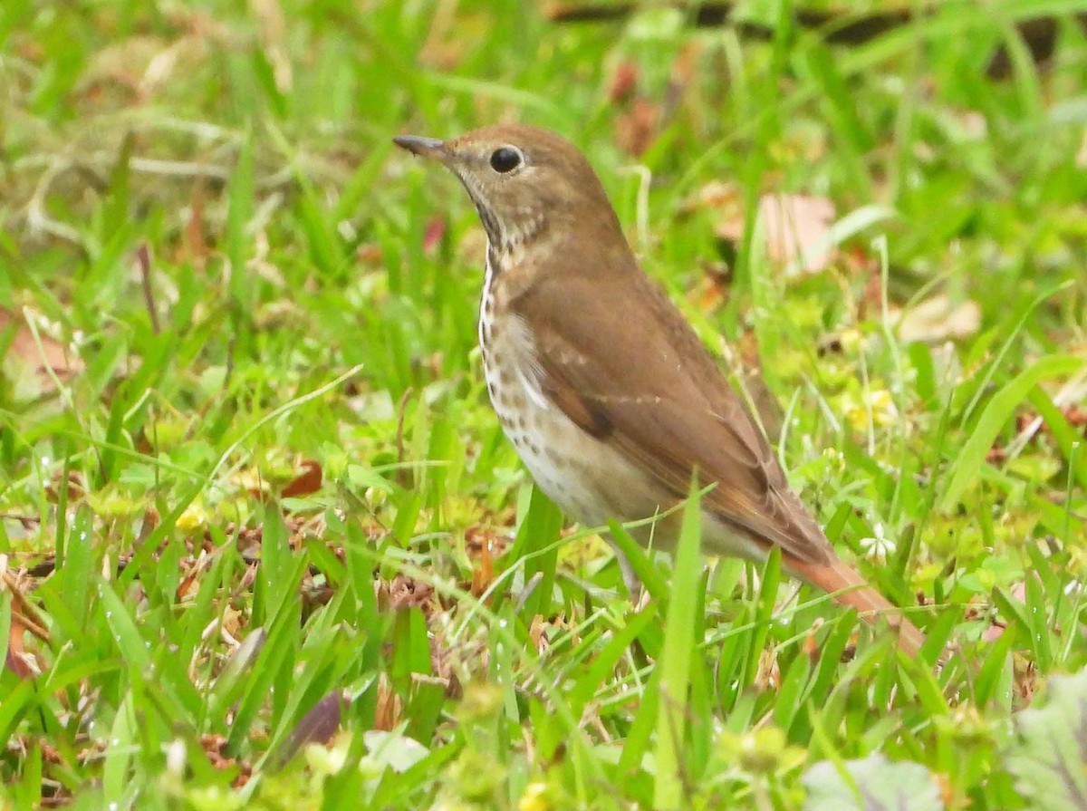 Hermit Thrush - ML632153746