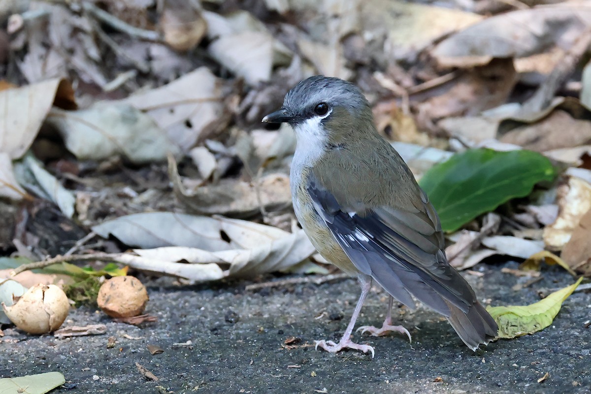 Gray-headed Robin - ML632153751