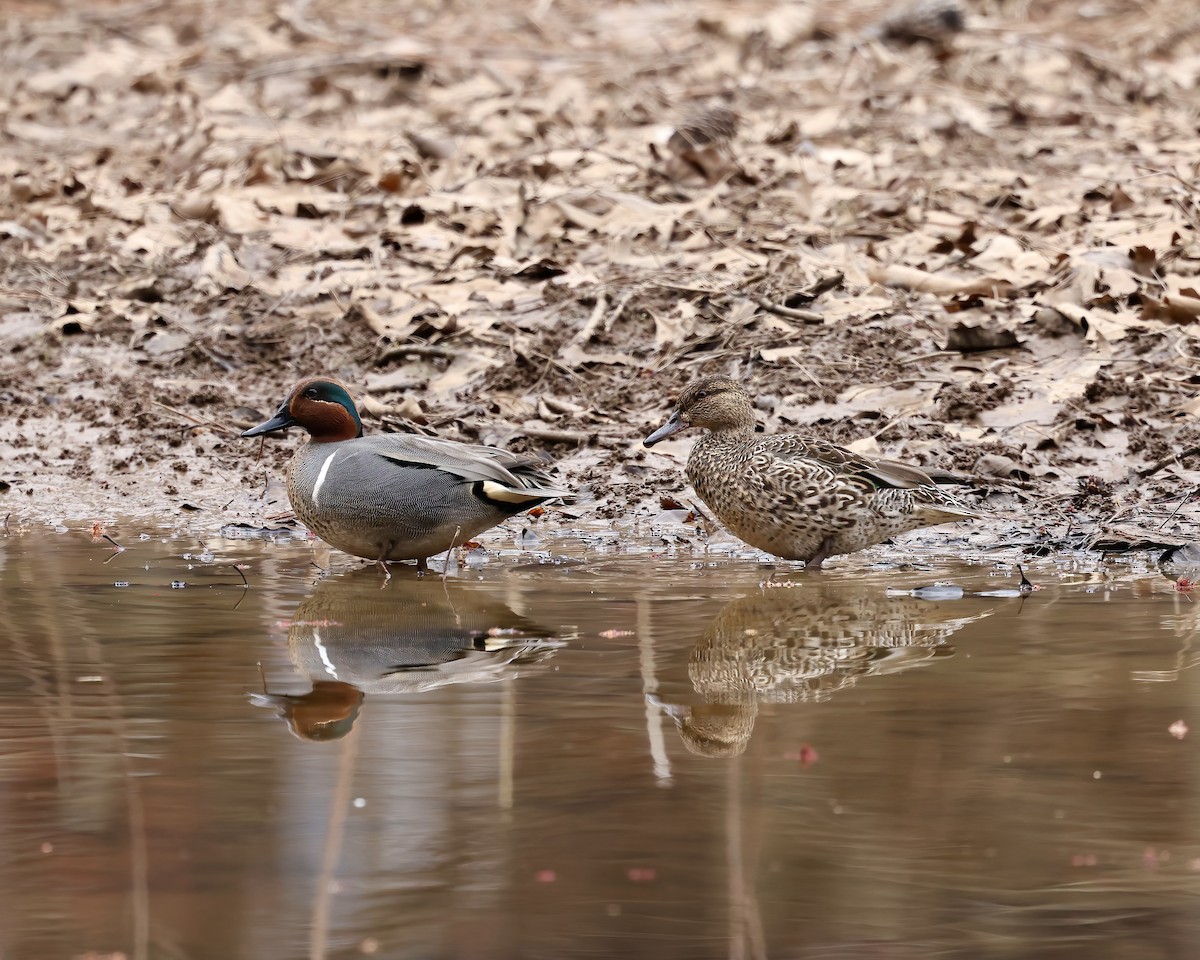 Green-winged Teal - ML632153752