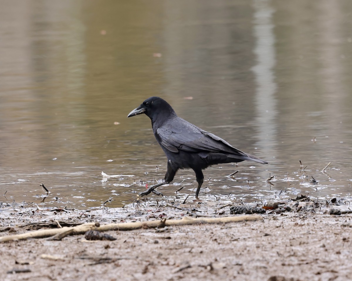 American Crow - ML632153769