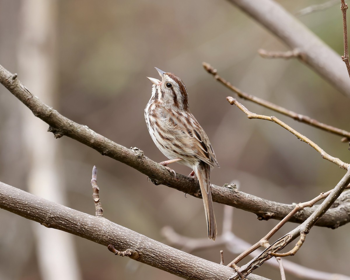 Song Sparrow - ML632153808