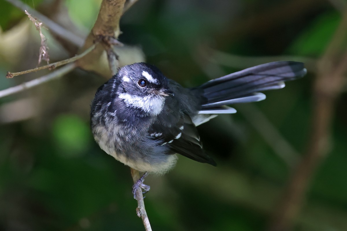 Gray Fantail - ML632153821