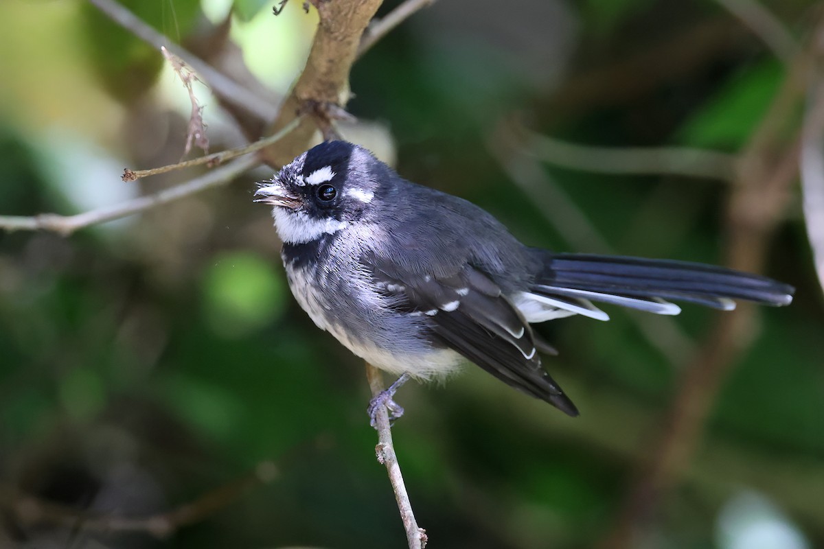 Gray Fantail - ML632153828