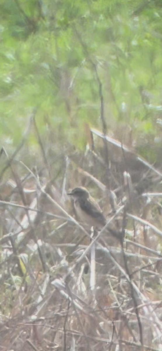 Амарын шулганаа - ML632153967