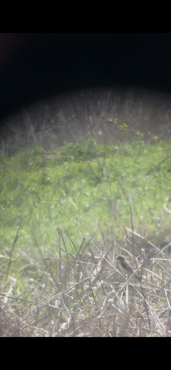 Амарын шулганаа - ML632153968