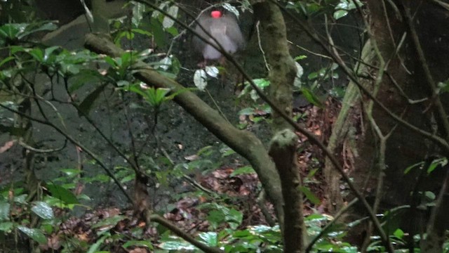 Gray-necked Rockfowl - ML632154169
