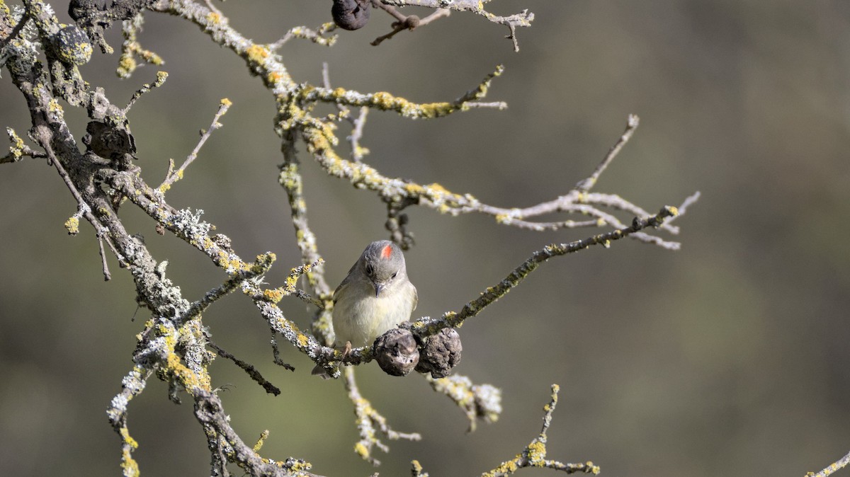 Ruby-crowned Kinglet - ML632154245