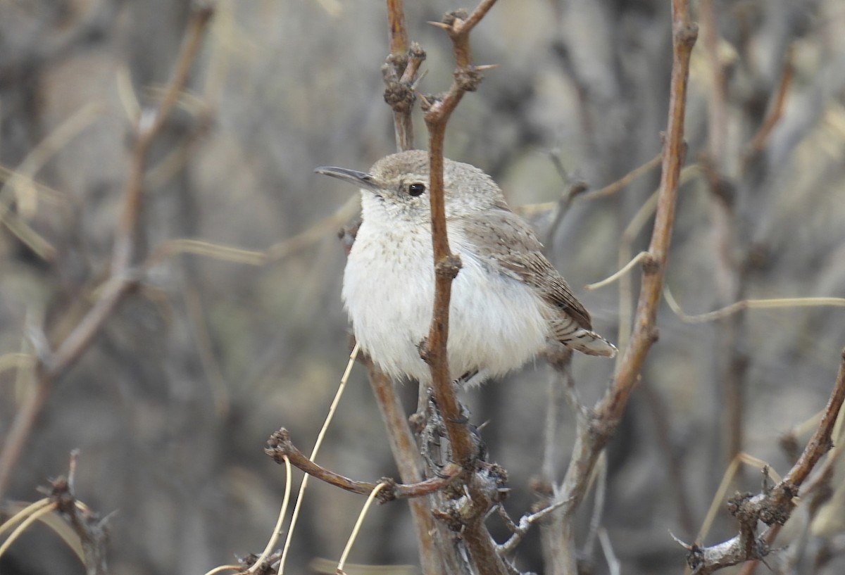 Rock Wren - ML632154294