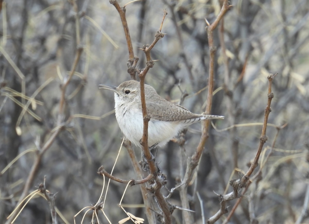Rock Wren - ML632154306