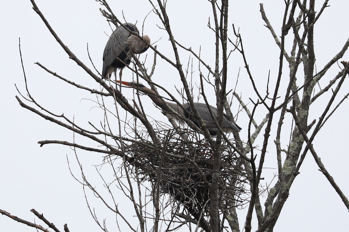 Great Blue Heron - ML632154341