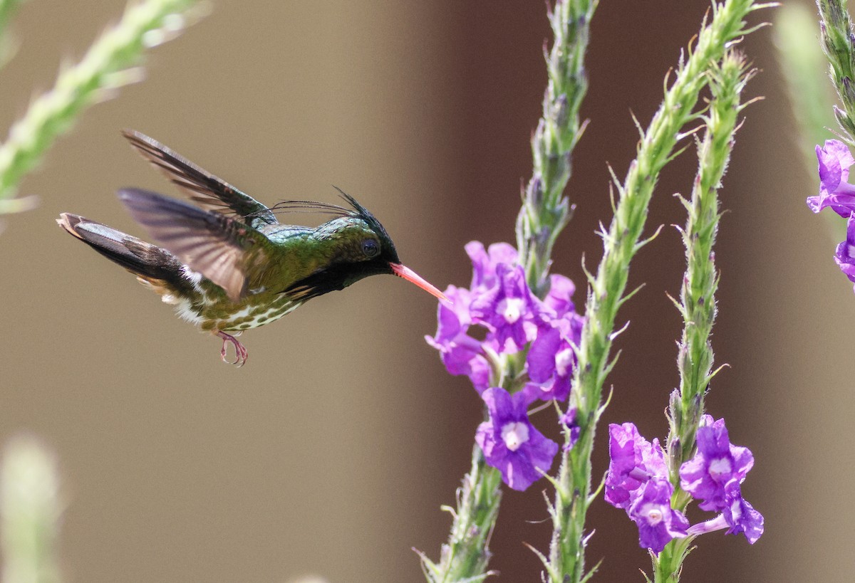 koketka límečková - ML632154513