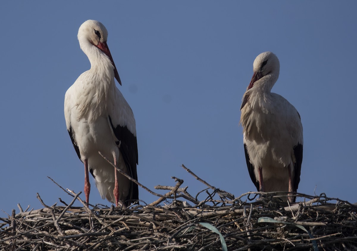 White Stork - ML632154588