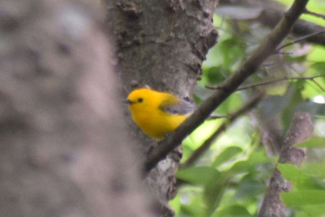 Prothonotary Warbler - ML632154594