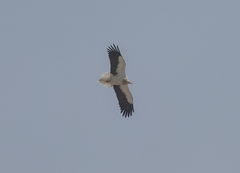 Egyptian Vulture - ML632154612