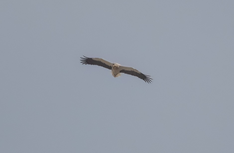 Egyptian Vulture - ML632154613