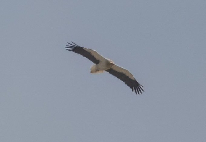 Egyptian Vulture - ML632154614