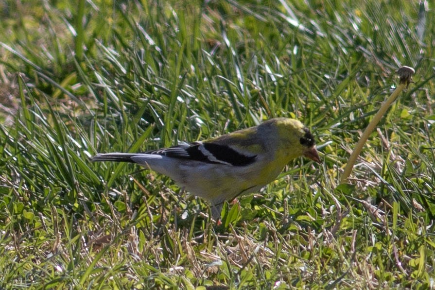 American Goldfinch - ML632154615