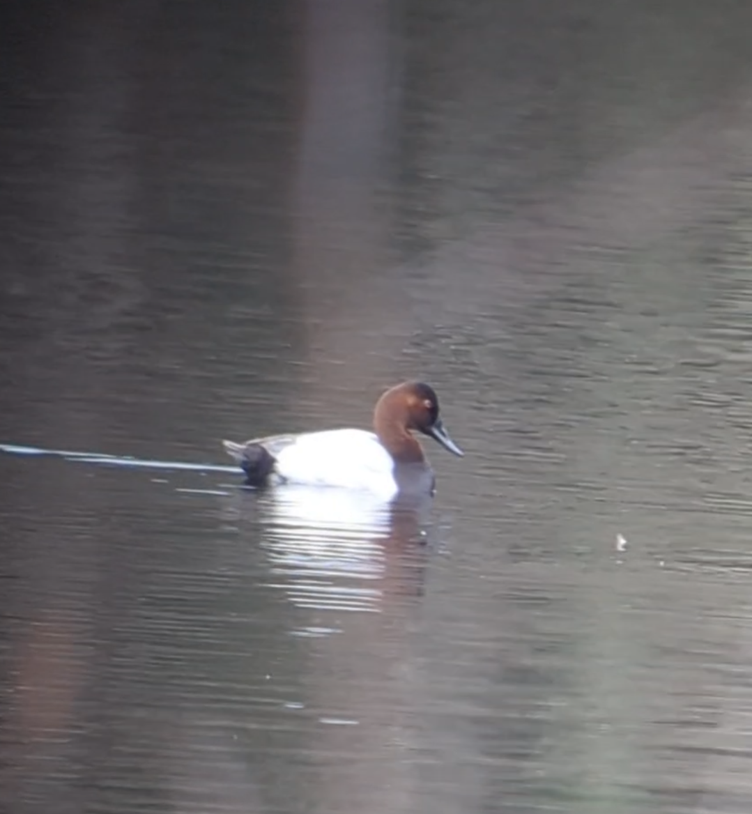 Canvasback - ML632154691