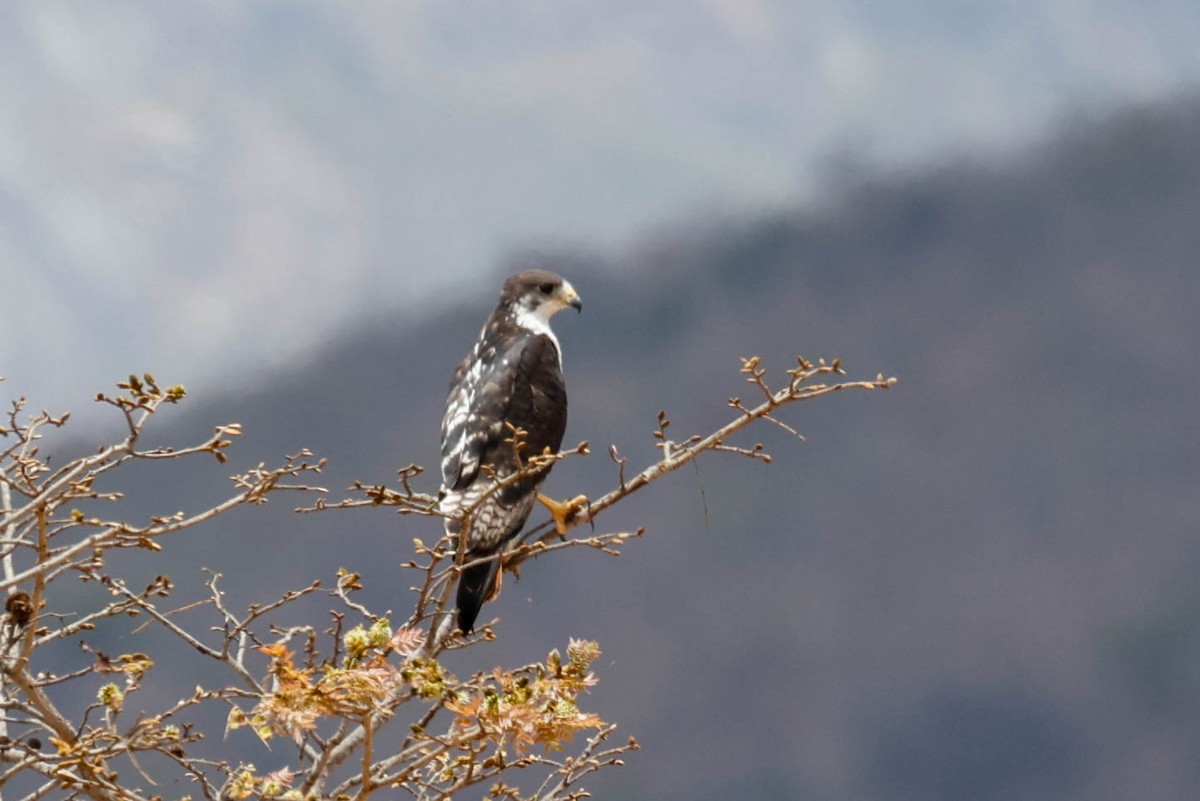 Augur Buzzard - ML632154971