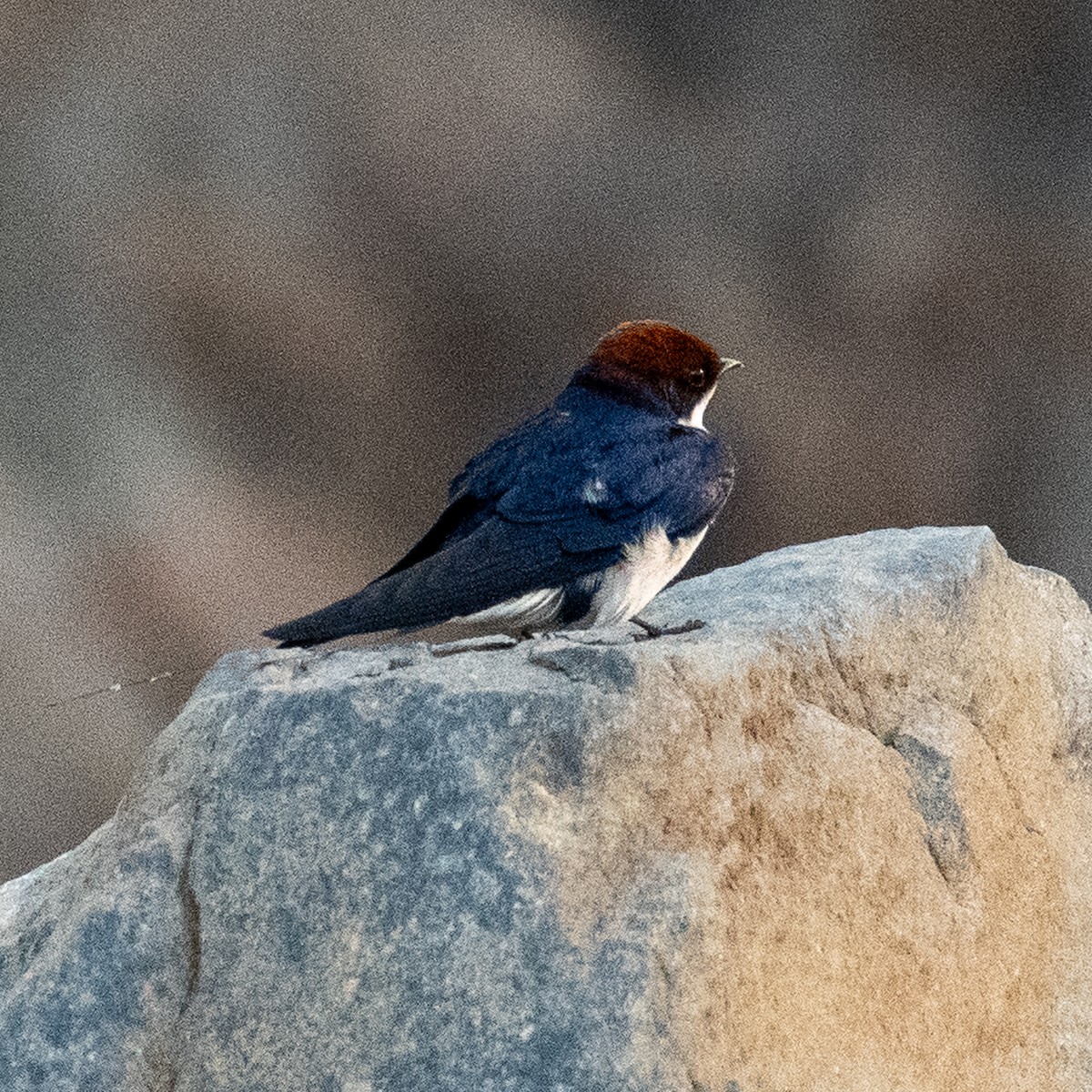 Wire-tailed Swallow - ML632154995