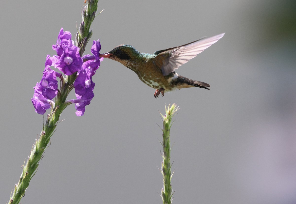 koketka límečková - ML632155080