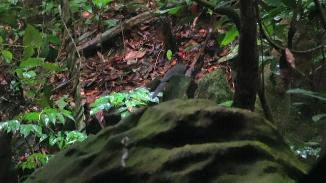 Gray-necked Rockfowl - ML632155106
