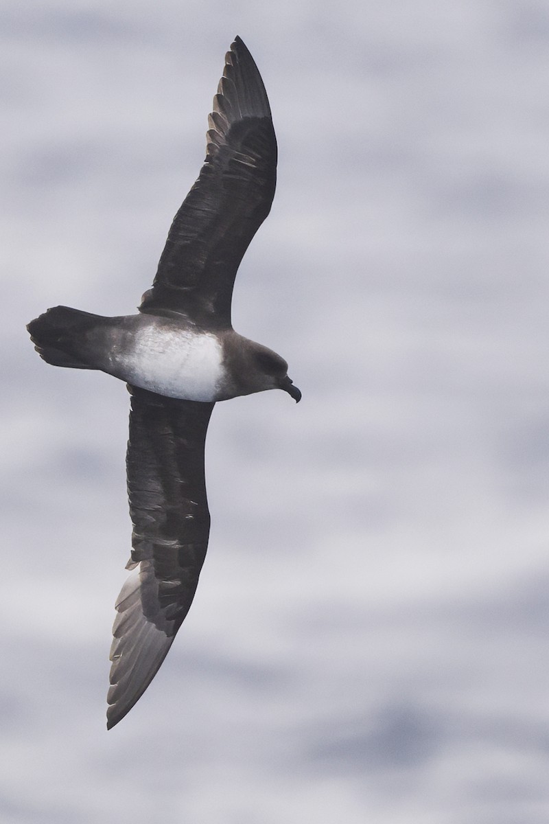 Atlantic Petrel - ML632155121