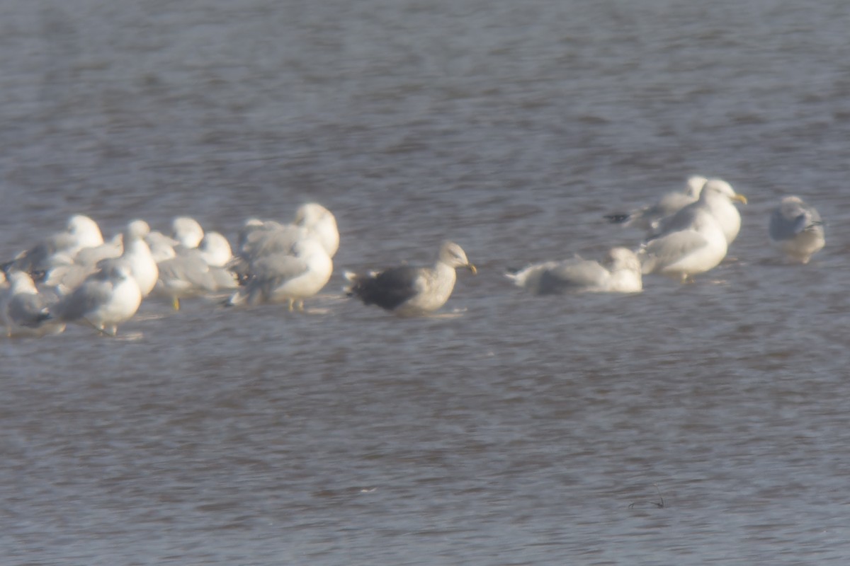 Lesser Black-backed Gull - ML632155128